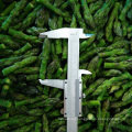 Nop EU Organic IQF Frozen Vegetables Green Asparagus From China